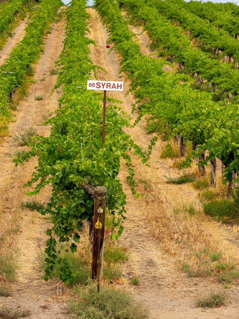 Ilustrační obrázek Syrah v Washingtonu